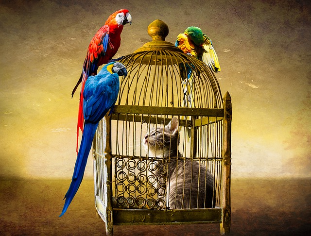 Katze in Käfig umgeben von Vögeln