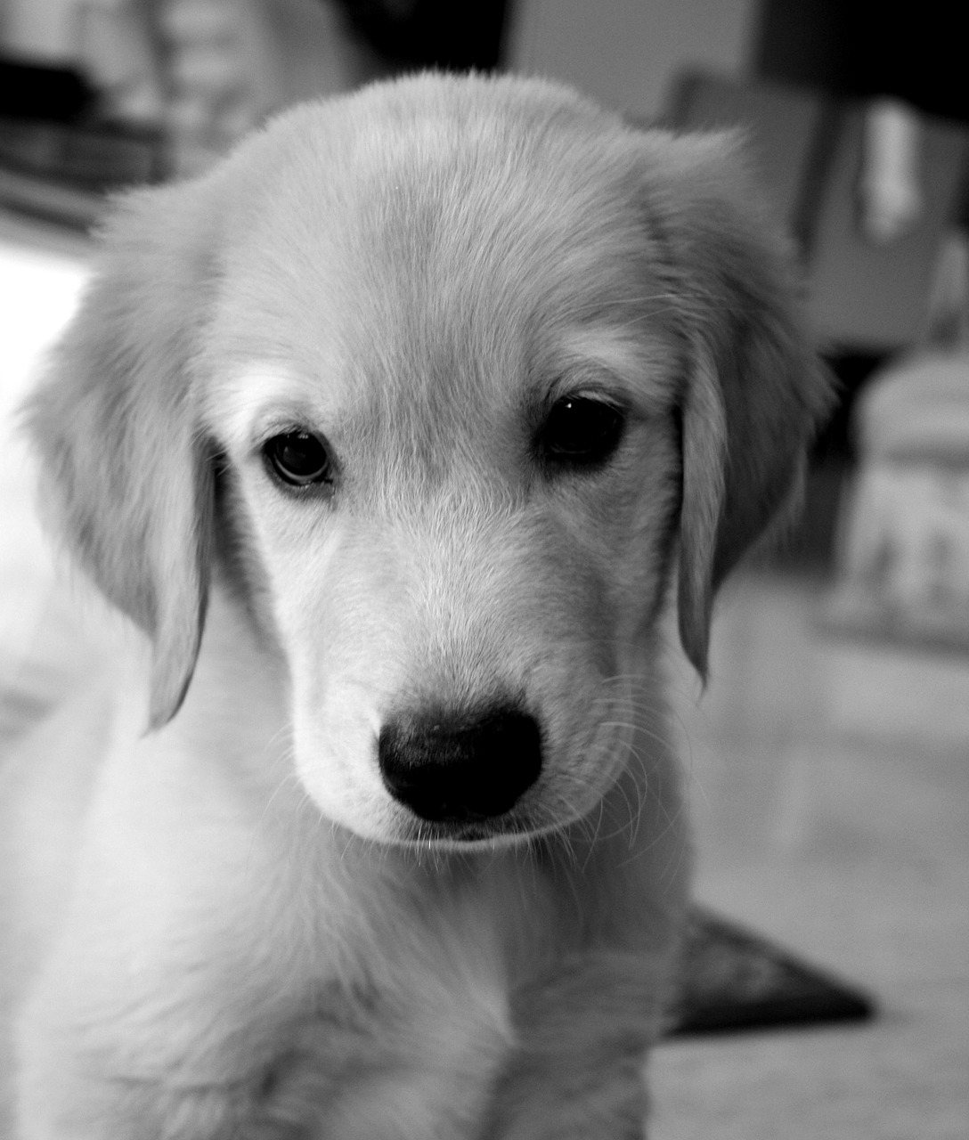 Hundewelpen